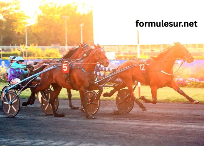 Les Leaders Turf (1)