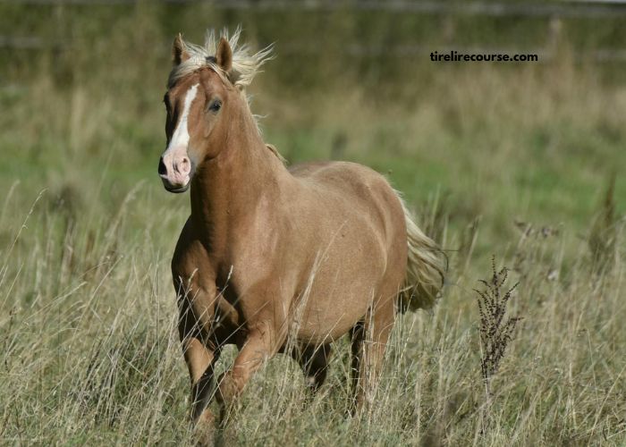 Lingodor Turf 2019
