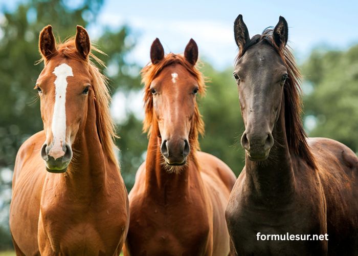 Trio 3 Chevaux